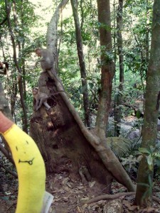 małpy atakują banana