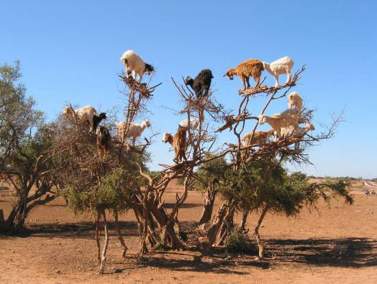 kozy na drzewie